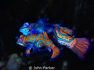 Mating Mandarin Fish by John Parker 